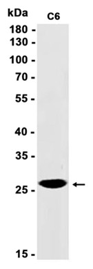 AYD14107