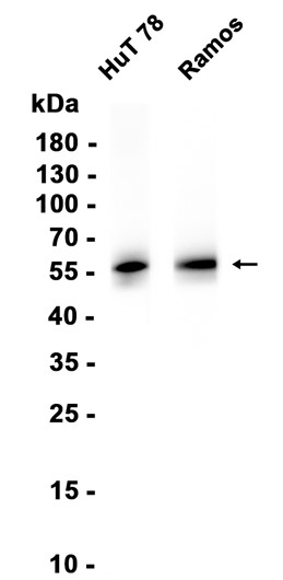 AYD13791