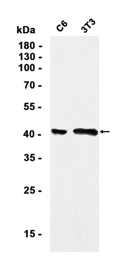 AYD12185