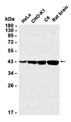 AYD12197