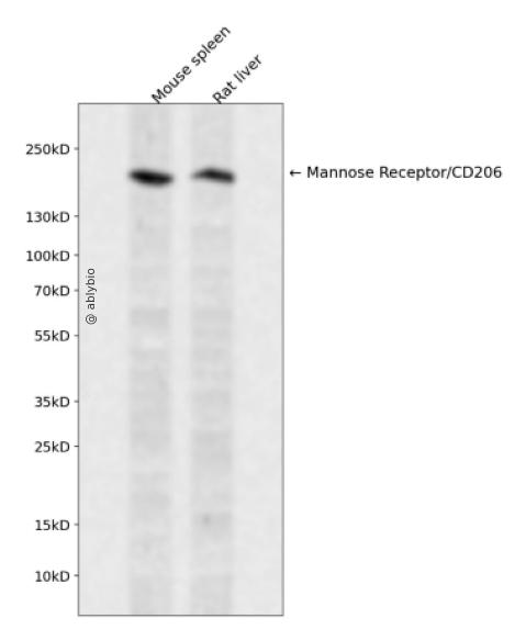 MRC1/CD206 Antibody