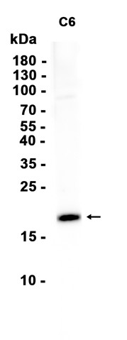 AYD15083