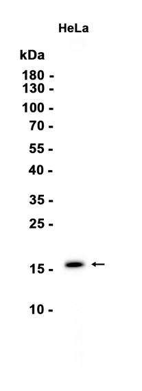 MonoMethyl-Histone H3 (Arg128 ) (YD11121) Rabbit mAb