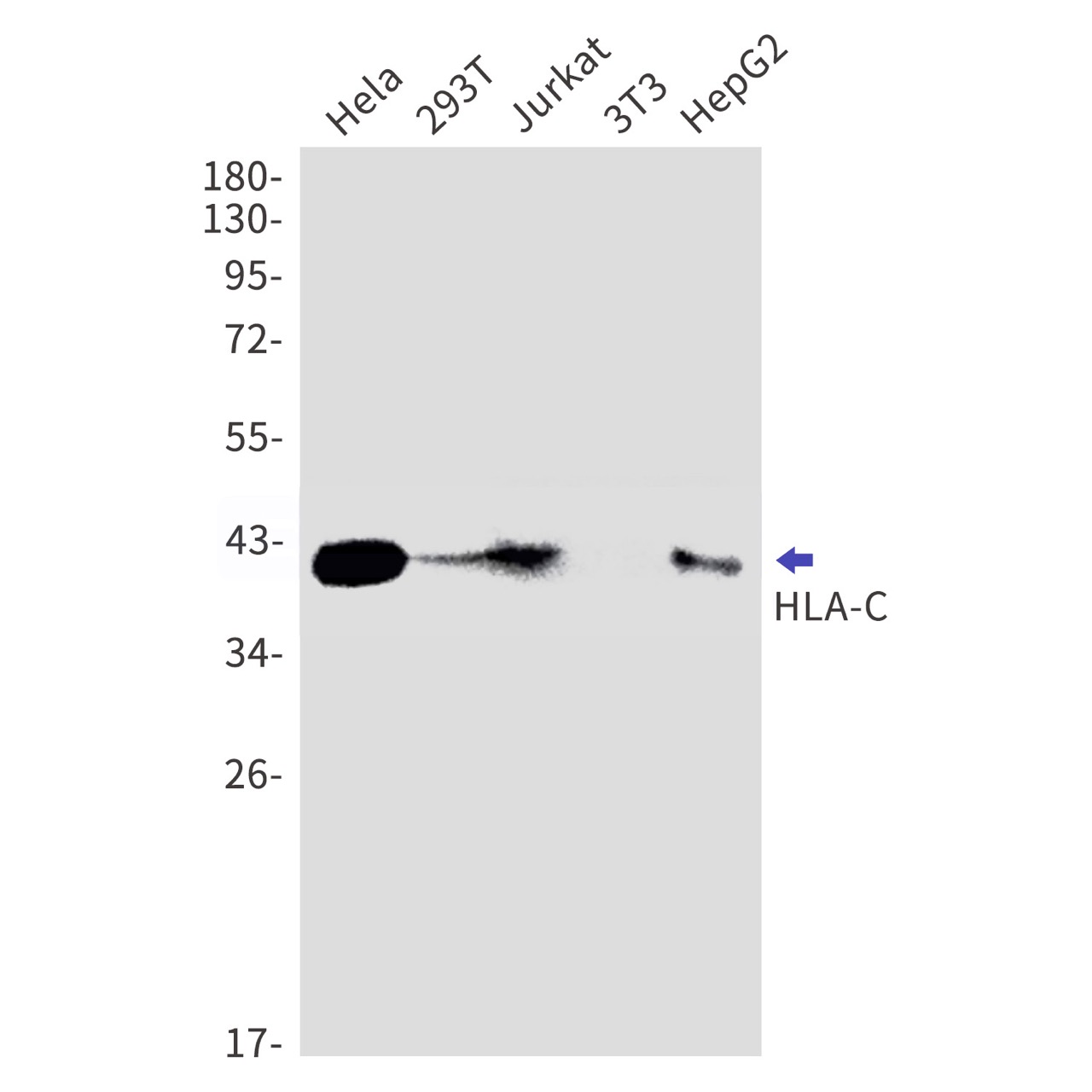 HLA-C (YD20236) Rabbit mAb
