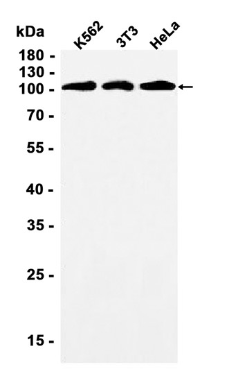 AYD13565