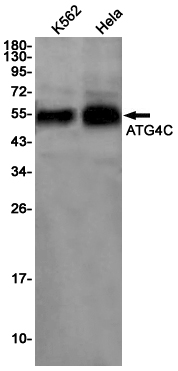 AYD11802