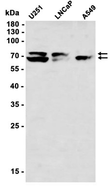 Lamin A/C (YD31266) Rabbit mAb