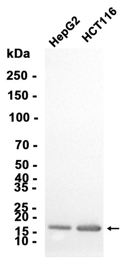 AYD13294