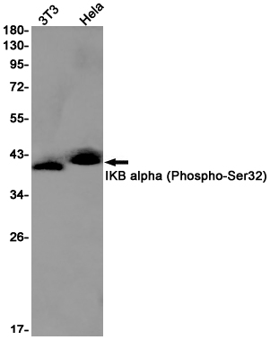 AYD12153