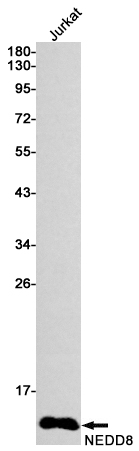AYD12188