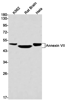 AYD13227