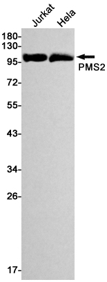AYD11002