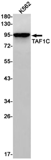 AYD13224