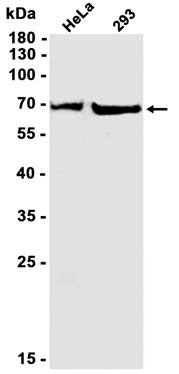 AYD11960