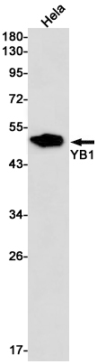 AYD11710