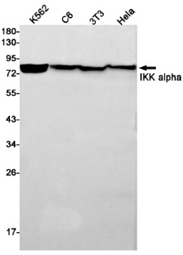IKK alpha (YD15247) Rabbit mAb