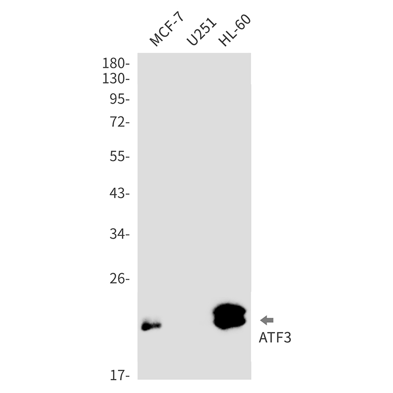 AYD11250