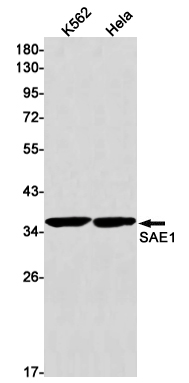 AYD12462