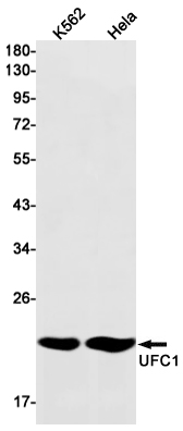 AYD14496