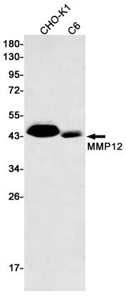 AYD11494