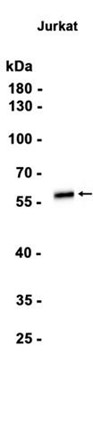 AYD12354