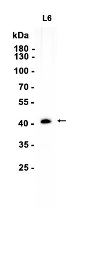 AYD12998