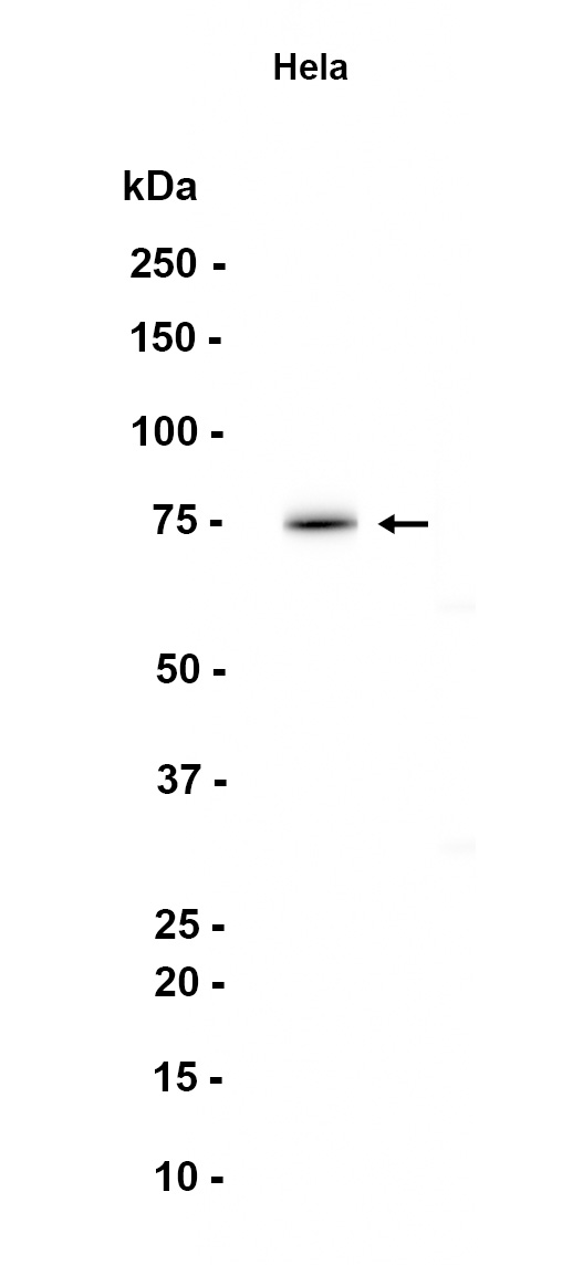 AYD12417