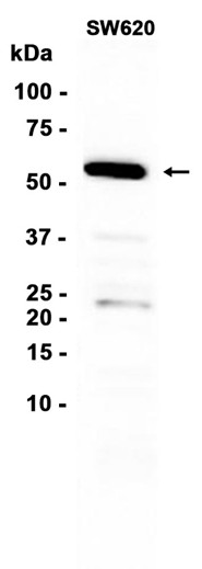 AYD13376