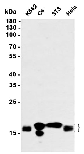 AYD13818