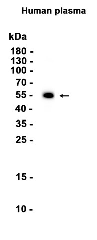 Fetuin B (YD19306) Rabbit mAb