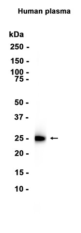 AYD15954