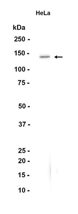 AYD15977