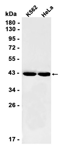 AYD12119