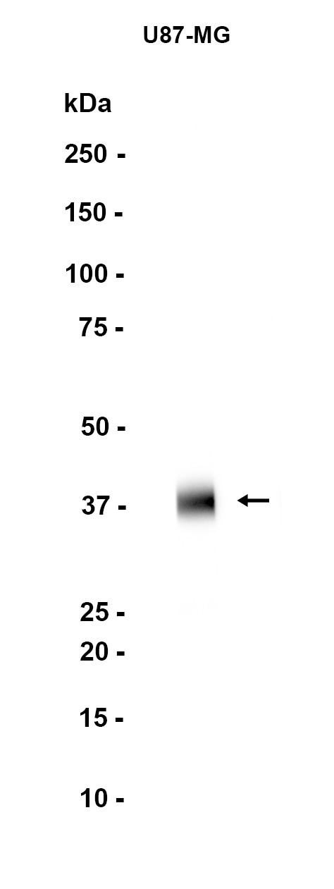 AYD12916
