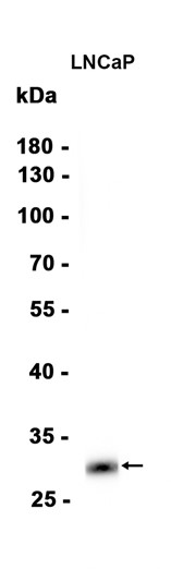 AYD15865