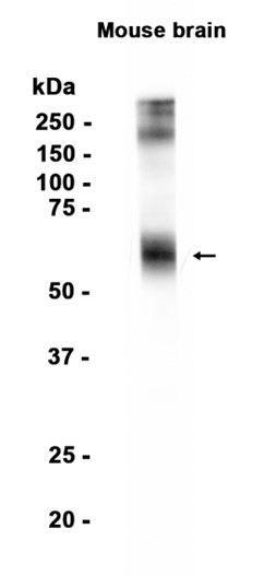 AYD15928