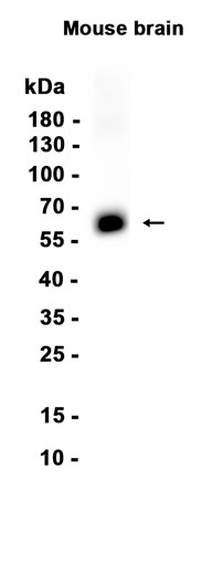AYD14562