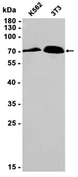 AYD12364