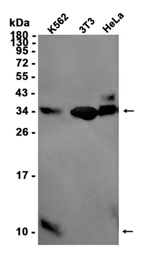 AYD11371