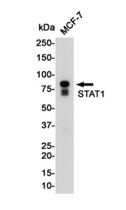 AYD12496