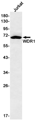 AYD11717