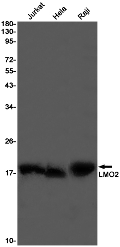 AYD11101