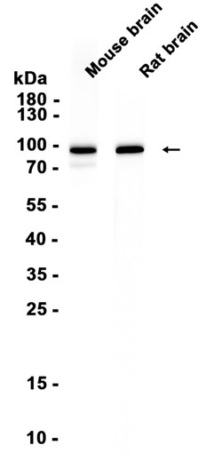 AYD12296