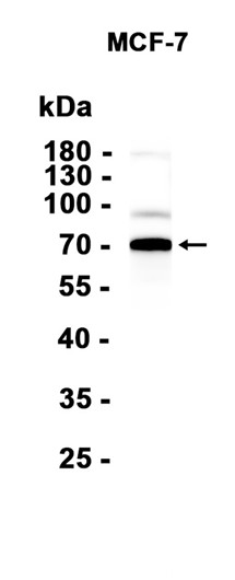 AYD13897