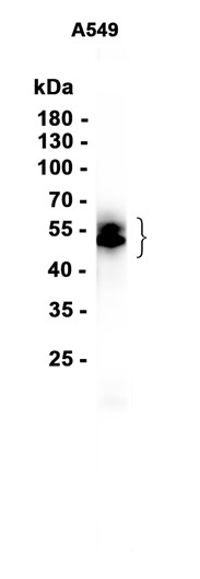 AYD12930