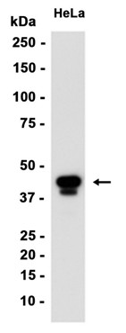 AYD13965