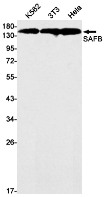 AYD13550