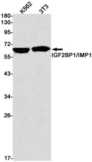 AYD13135