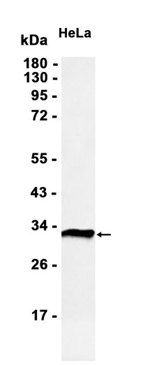 AYD11744