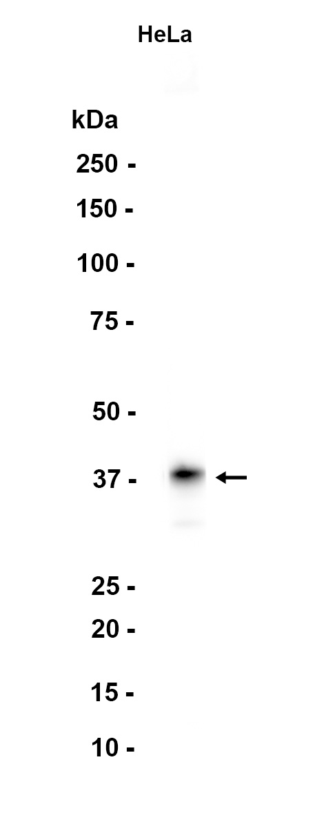 AYD11860